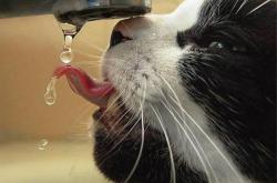 开云体育APP下载-锡安成为全场焦点，山西队决胜局带走广厦队