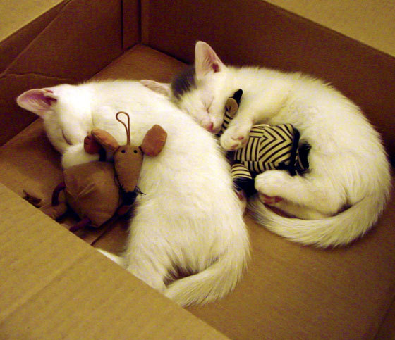 北京队鏖战湖人,德罗赞成为关键先生